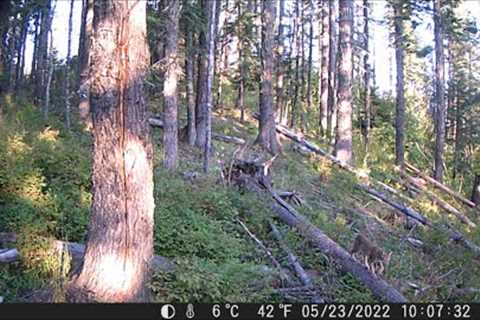 Trail Camera Video Oct 21, 2022