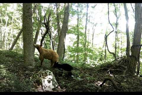 West Virginia Trail Cam 2022