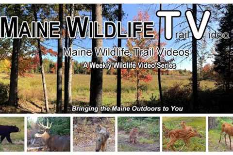 Deer / Coyotes / Fall / Raccoon / Maine Wildlife Trail Video week ending 10.29.22 / Trail Cam