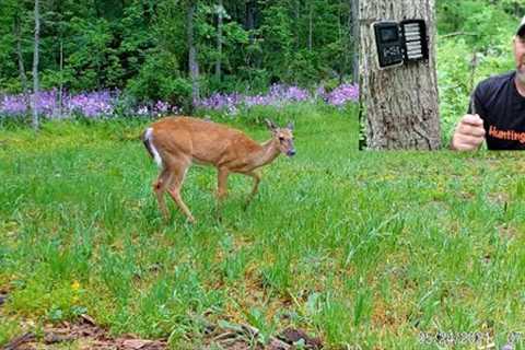 The PERFECT Trail Camera Angle Every Time! How to Setup Your Trail Cam Field of View