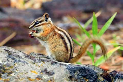 So, Are Chipmunks Dangerous?