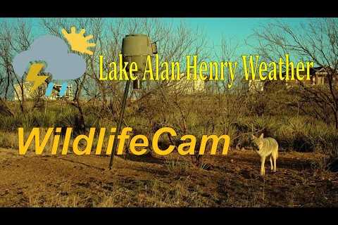 LIVE Deer and Wildlife Cam - Lake Alan Henry Weather - Texas