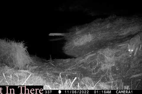 New Trail Camera-One Week Next to a Beaver Dam