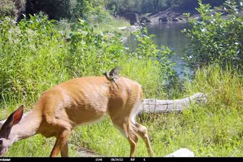 Vermont Trail Camera Video 15-Wildlife, Animals, Nature Therapy in HD video with Meditative Music