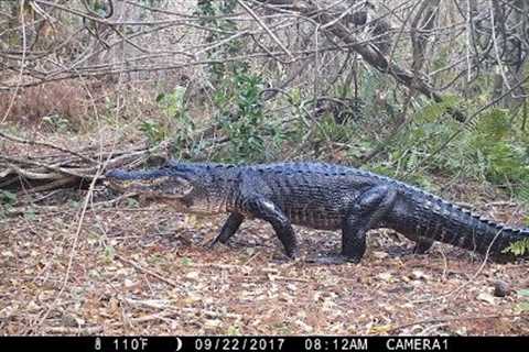 Swamp Trail Camera Pickup