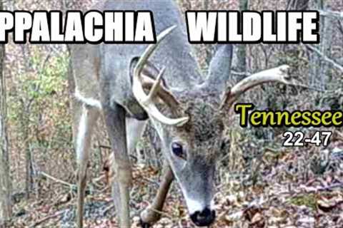 Appalachia Wildlife Video 22-47 from Trail Cameras in the Tennessee Foothills of the Smoky Mountains