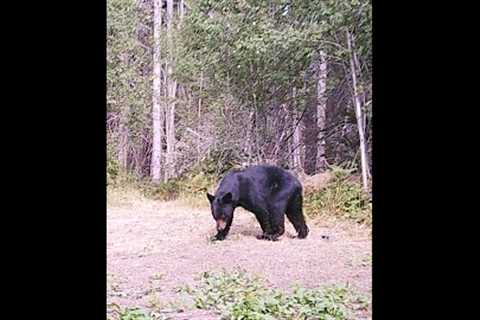 Bear Ripping Trail Camera off the Tree