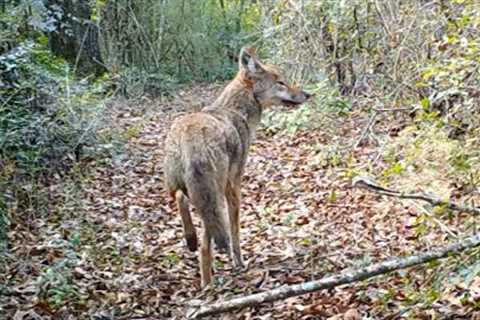 Backyard Trail Cam, Path Cam 2022, 1 Year