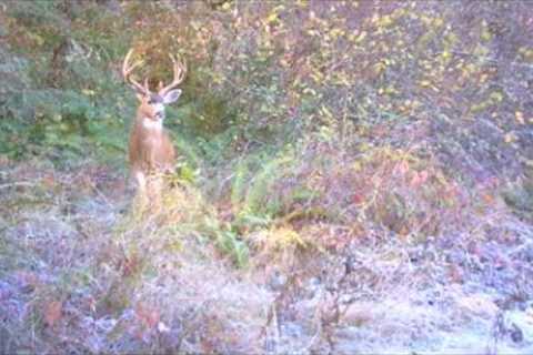 Bucks in the Rut Western Oregon 2022 Trail Camera