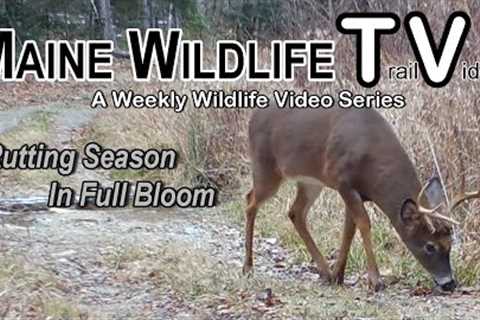 Rutt | Rutting Season | Big Bucks Chasing Does | Coyotes | Turkeys | Maine Wildlife | Trail Cam