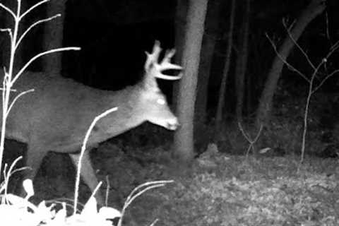 Trail Cam 23 Wildlife Camera – Nature in My Backyard