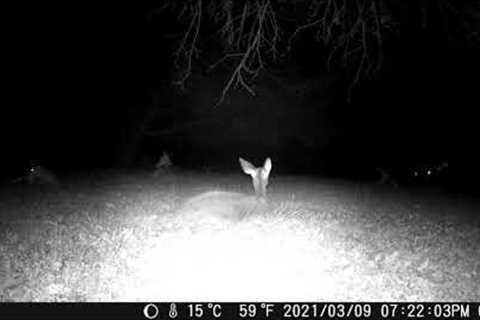 November 20th 2021 Trail Camera Compilation c