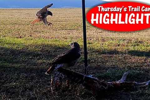 Scavengers from Land and Air: Nature''''s Clean-Up Crew! Thursday''''s Trail Cam Highlights 12.8.22