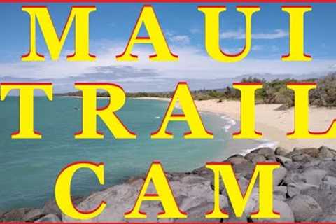 Maui Hawaii Trail Cam | Camera #2: Video #1 | Environmentally Maui