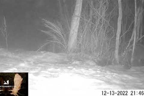 Caught The Killer On A Trail Camera!