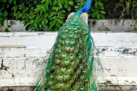 So, Can You Eat Peacock for Survival?