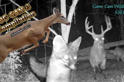 Log Trail Cam Compilation November 2022 S3E84 #nature #wildlife #trailcam