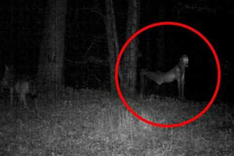 SCARY Trail Cam Captures DISTURBING Footage