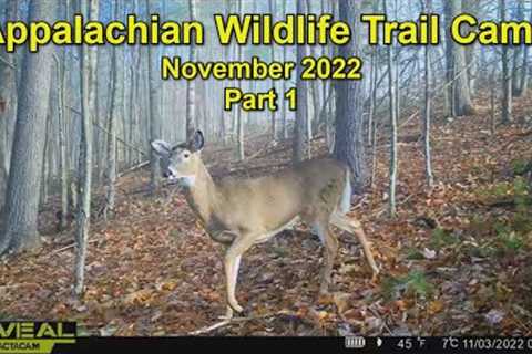 Appalachian Wildlife Trail Cams   November 2022 Part 1