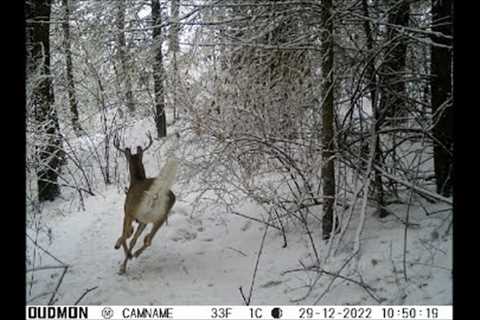 Trail Camera Video December 30, 2022