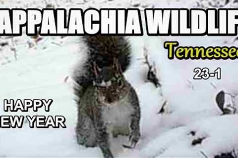 Appalachia Wildlife Video 23-1 from Trail Cameras in the Foothills of the Great Smoky Mountains