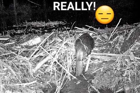 BEAVER DAM Trail Camera At Mega Beaver DAM!