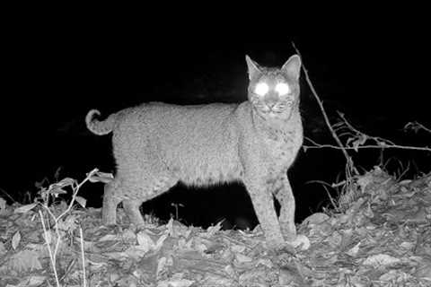 Bobcat Strikes a Pose in front of my Trail Camera