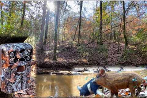 Alabama Trail Camera Videos