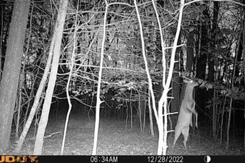 Trail Cameras 2022 at the Arkansas House