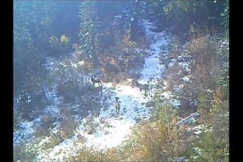 Trail Camera Video Jan 16, 2023