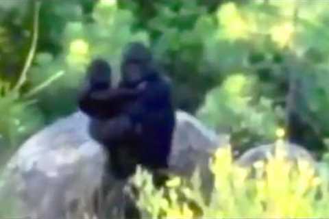 Top 15 Most Convincing Bigfoot Sightings Caught on Tape