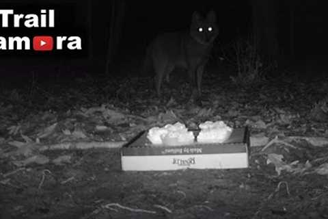 Trail Camera | Cheesecake Left in the Woods!!