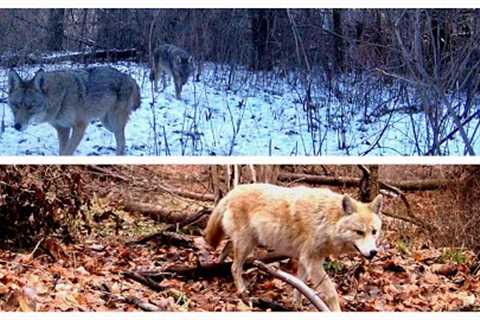 Trail camera series. Taken from 09.01.2023 to 18.01.2023 Some nice coyote/coywolf  and more :)