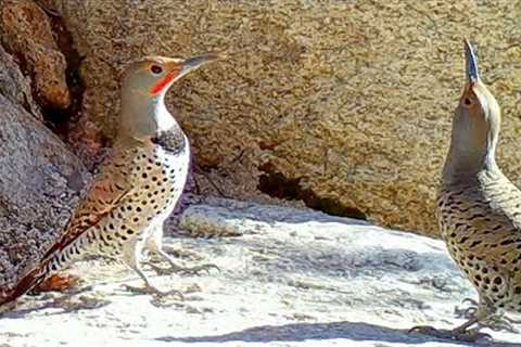 Northern Flicker Woodpecker Courtship Dance-Off Caught on Trail Camera