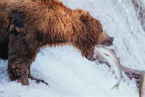 Brown Bears of Katmai | Alaska Day 8 | Brooks Falls to Anchorage