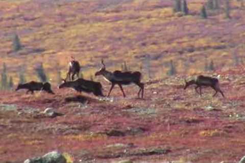 Roaming Caribou in Alaska