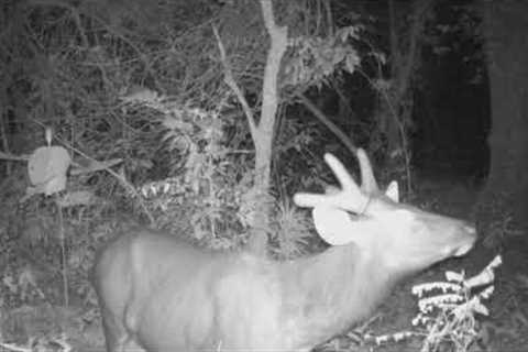 JUNGLE TRAIL CAM 02