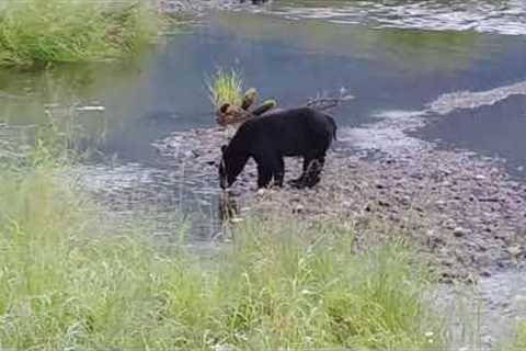 Running Bear Fishing!  Alaskan Wildlife - Juneau, Alaska