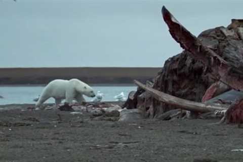 Polar Bears Feast On Dead Whale  | Wild Alaska | BBC Earth