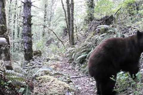 British Columbia Trail Cam Compilation.