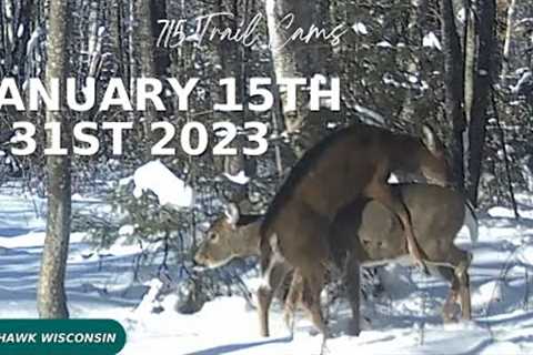 January 15th - 31st 2023 Tomahawk Wisconsin Trail Camera Highlights