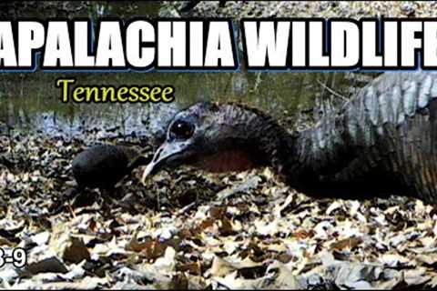 Appalachia Wildlife Video 23-9 from Trail Cameras in the Foothills of the Great Smoky Mountains