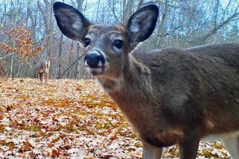 Feb 2023 PA Trail Cam Videos:  Deer, Turkeys, Coyotes, Foxes, Racoons  +