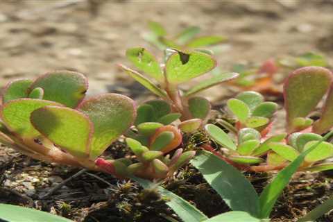 So, Can You Eat Purslane for Survival?