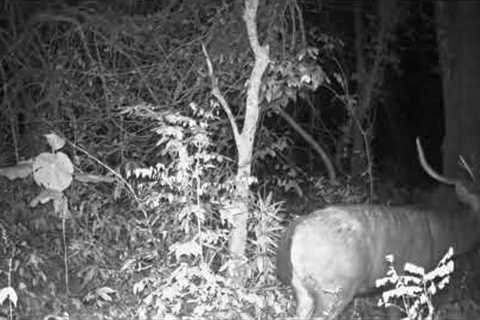 JUNGLE TRAIL CAM 05