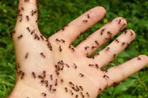 So, Can You Eat Ants for Survival Purposes?