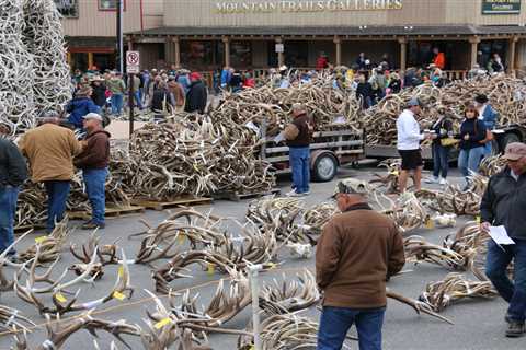 Wyoming Bans Non-Resident Shed Hunters for First Week of Spring Season