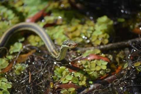 Ribbon Snakes: Are they Poisonous Or Dangerous?