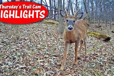 Late Winter BUCKS! Skunk Breeding Season, Bobcat: Thursday''s Trail Cam Highlights: 3.16.23