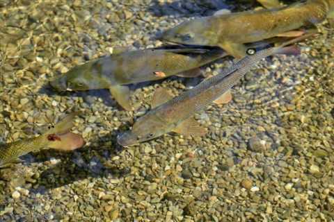 So, Can You Eat Brook Trout for Survival?